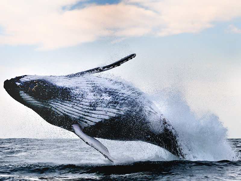 Экскурсия в Херманус