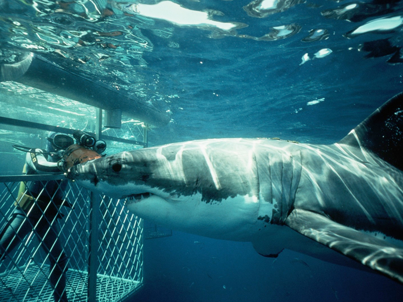 Экскурсия в Гансбай. Погружение в клетке к большими белыми акулам