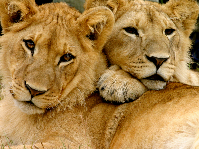 Экскурсия в Львиный парк