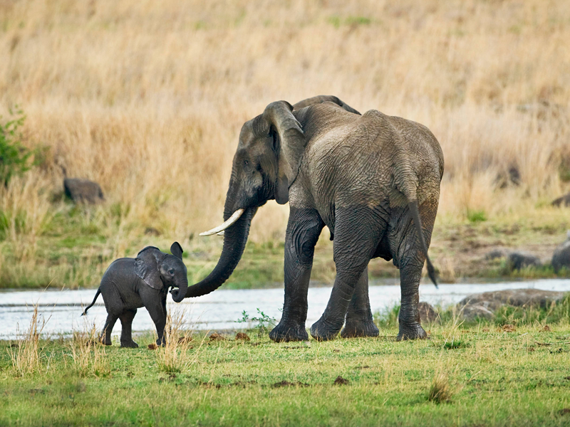 Экскурсия в национальный парк Пиланесберг