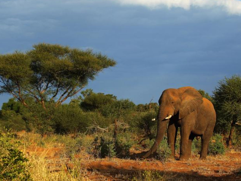 Сафари в национальном парке Шлушлуве - Умфолози