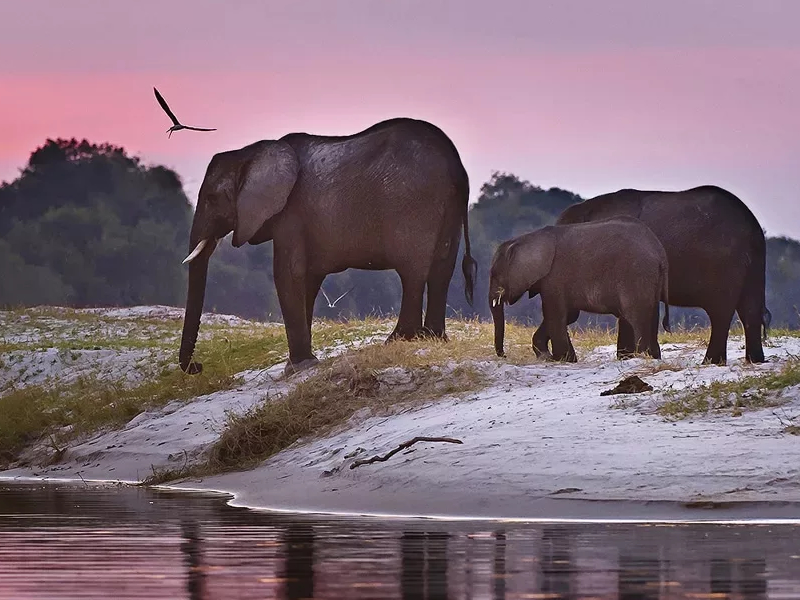 Южная Африка - экспресс